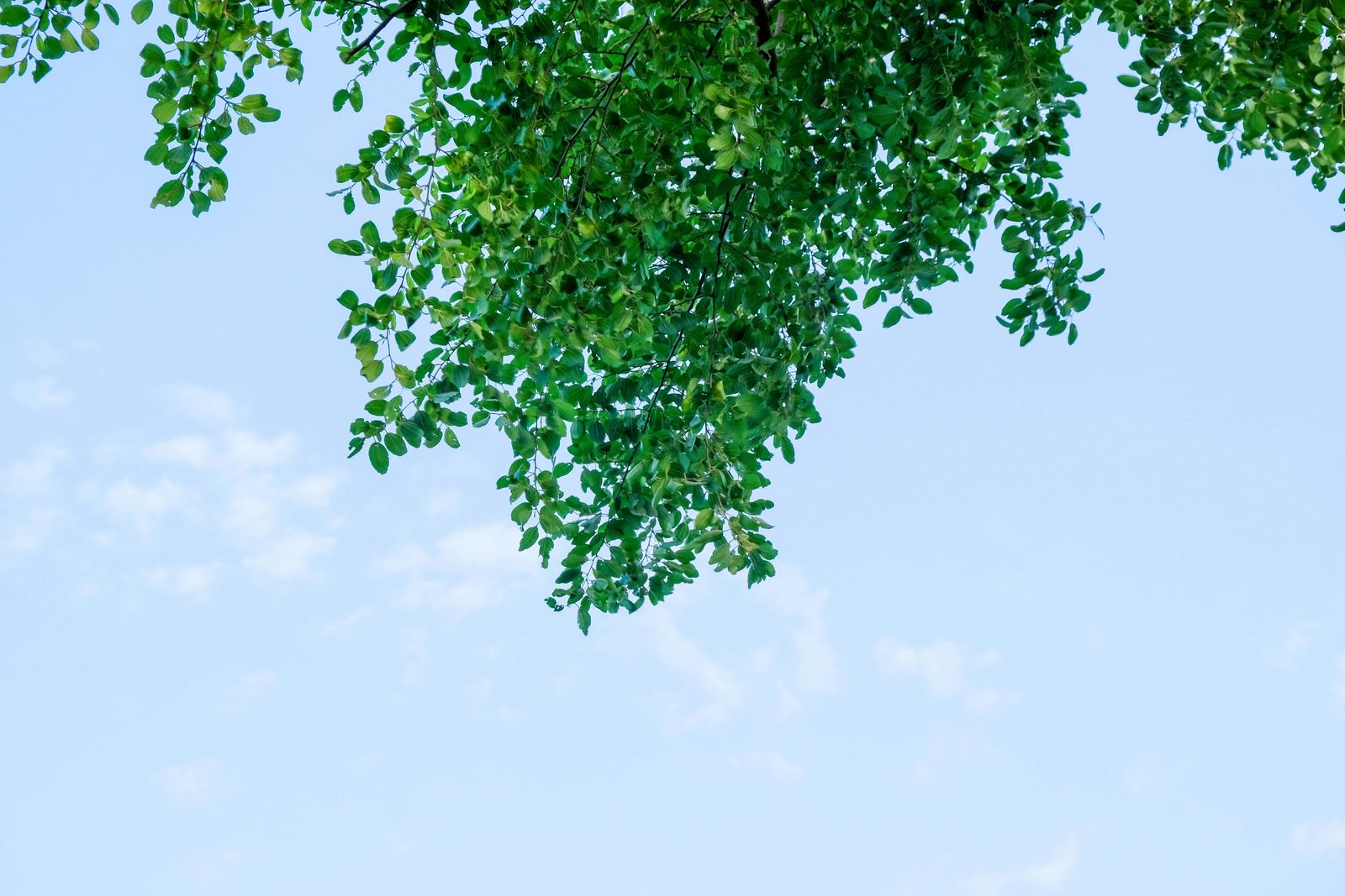 Green leaves against a pale blue sky
