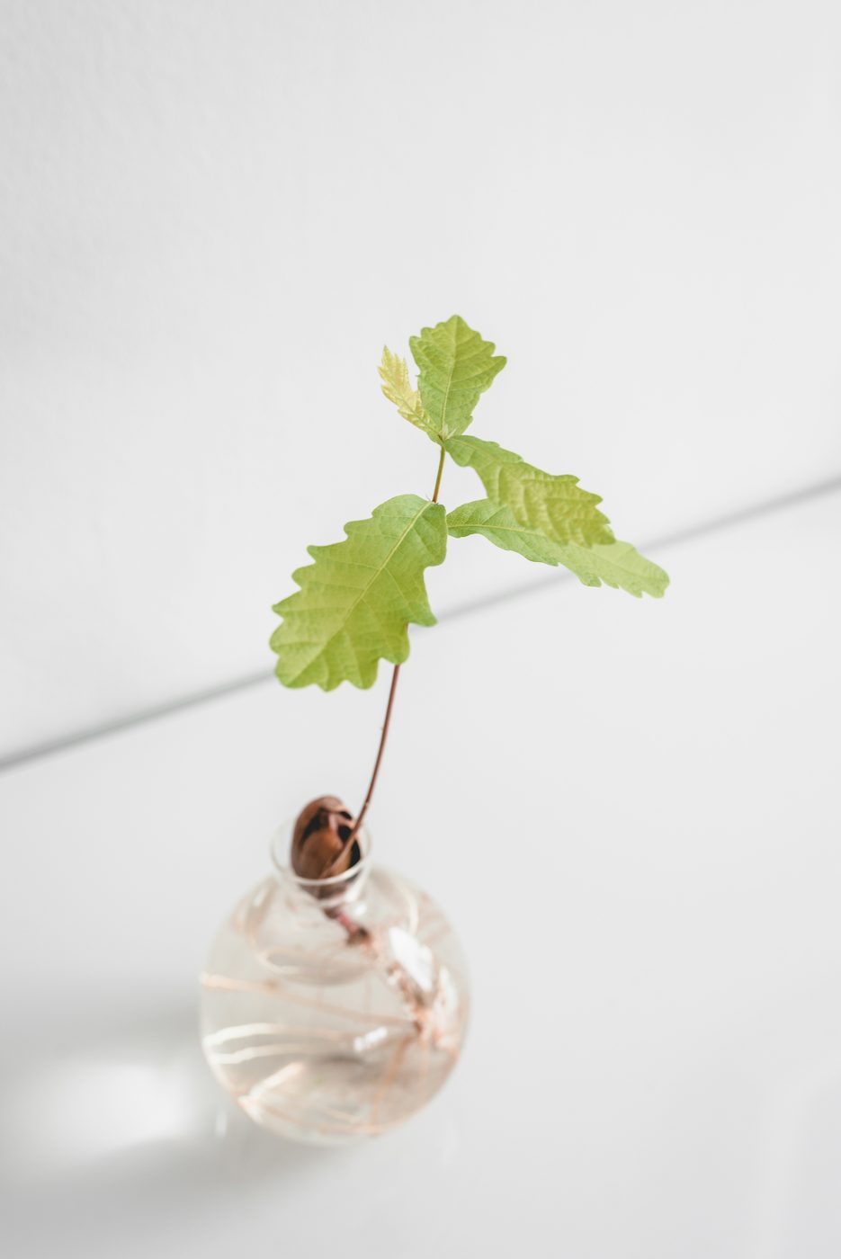 A young oak seedling sprouting from an acorn in a glass vase